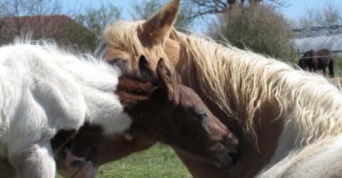 Laits Crins de Nature - horseImage4