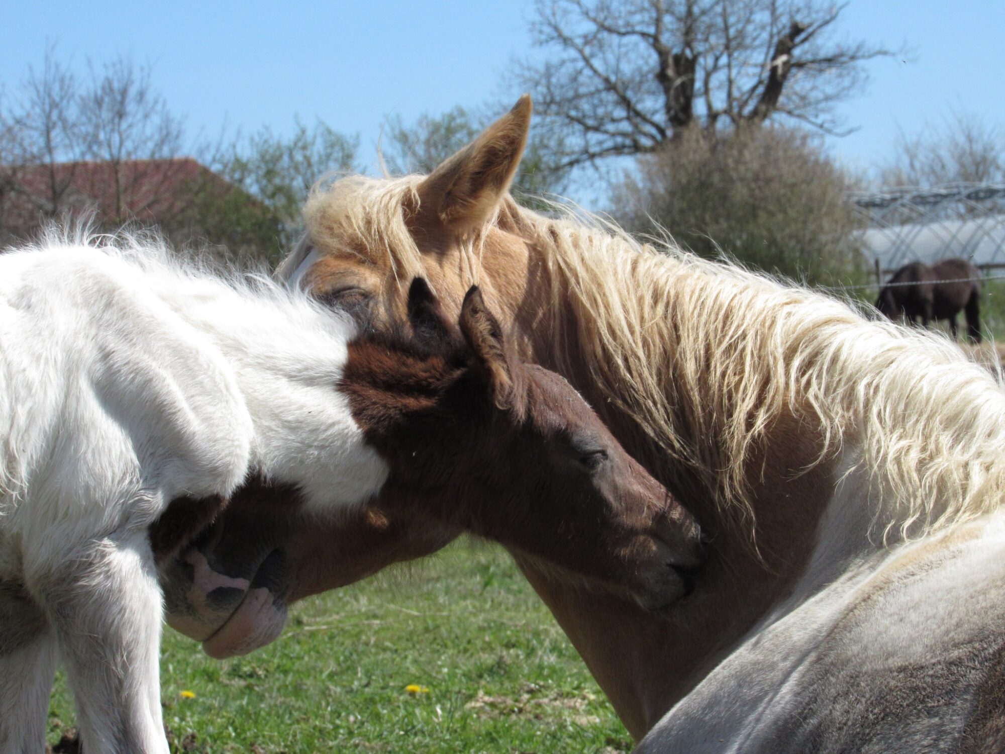 Laits Crins de Nature - horseImage4